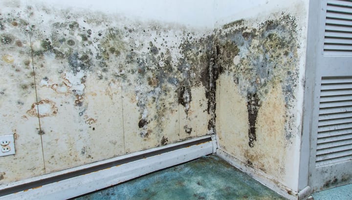 Professional mold removal, odor control, and water damage restoration service in Boynton Beach, Florida.